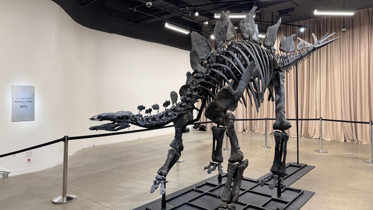 🏛️ 쉐히트 주마 다으 자연사 박물관 (MTA 쉐히트 주마 다으 타비아트 타리히 뮤제시)